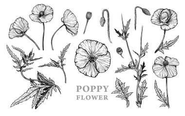 Haşhaş çiçeklerinin el çizimi. Yaz gelincik çiçekleri, tomurcuklar ve yaprakların vektör çizimi. Beyaz arka planda izole edilmiş botanik tek renkli çiçek çizimi. Vintage oyma biçimi