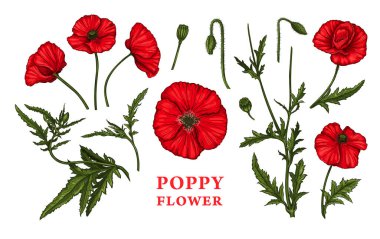 Haşhaş çiçeklerinin el çizimi. Yaz gelincik çiçekleri, tomurcuklar ve yaprakların vektör çizimi. Botanik renkli çiçek çizimi beyaz arka planda izole edilmiş. Vintage oyma biçimi