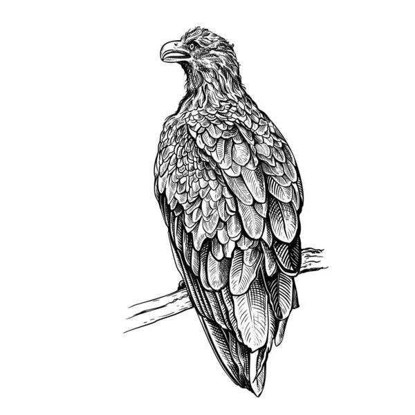 Beyaz arka planda izole edilmiş bir altın kartalın el çizimi. Vahşi bir bozkır kuşu bir dalda oturuyor. Oyma biçiminde vektör doğrusal çizimi