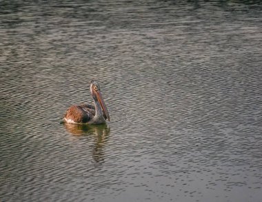 Assam, Hindistan 'daki Kaziranga Ulusal Parkı' nda nehirde yüzen Asyalı bir açılış kuşu. Seçici Odaklanma