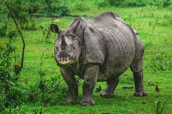 Indian One-horned Rhino staring into the camera and eating grass in Kaziranga National Park in Assam, India. Selective Focus