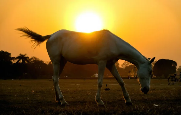 A view of sun setting behind a beautiful white horse gazing in a field with orange sky. Selective focus on horse.