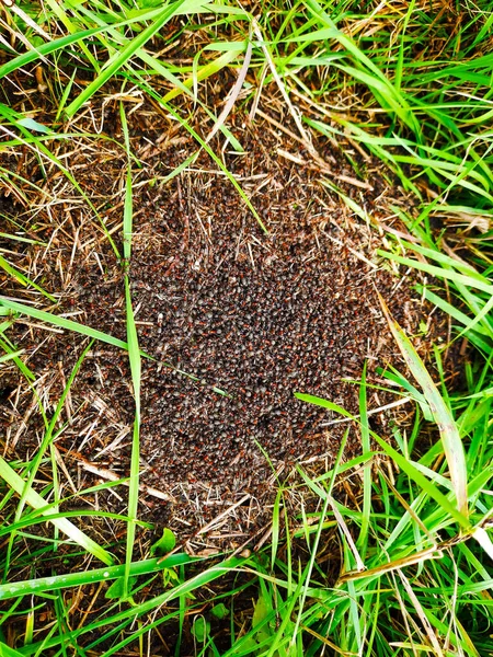Las Hormigas Negras Arrastran Hormiguero Bosque Primer Plano — Foto de Stock