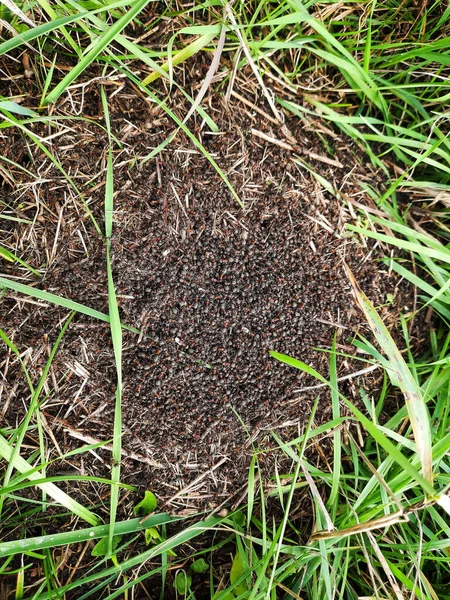 Las Hormigas Negras Arrastran Hormiguero Bosque Primer Plano — Foto de Stock
