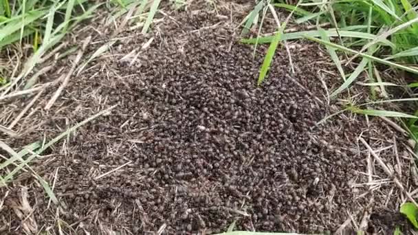 Las Hormigas Negras Arrastran Hormiguero Bosque Primer Plano — Vídeos de Stock