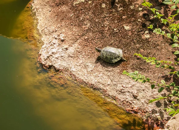 River turtle in the habitat. Turtle in the water and basking on the rocks.