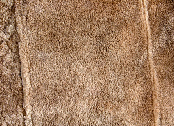 Background picture of a soft fur beige carpet. Wool sheep fleece closeup texture background. Top view.