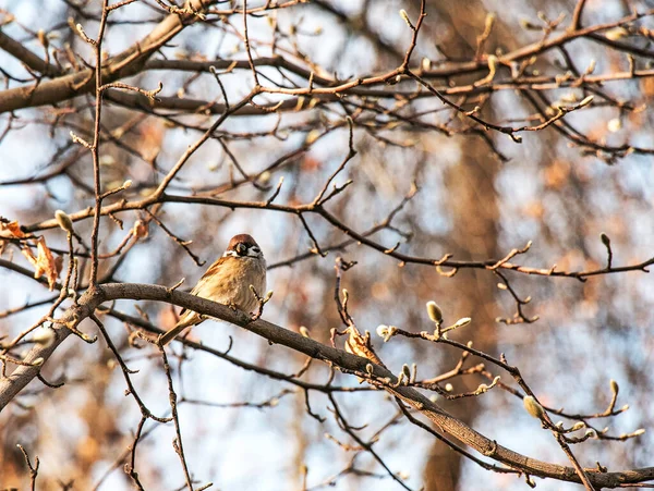 Frozen Sparrow Sits Rosehip Branch Berries Frosty Winter Morning — Stockfoto