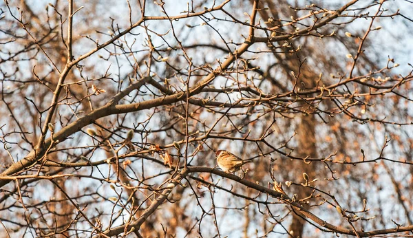 Frozen Sparrow Sits Rosehip Branch Berries Frosty Winter Morning — Stock fotografie