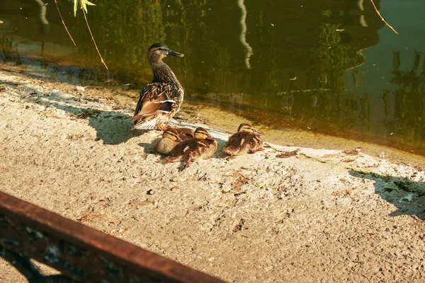 Rodzina Dzikich Kaczek Spoczywa Brzegu Słoneczny Dzień Kaczka Krzyżówka Samica — Zdjęcie stockowe