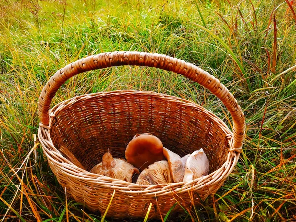 Colheita Cogumelos Uma Cesta Floresta Cogumelos Comestíveis Final Verão Outono — Fotografia de Stock