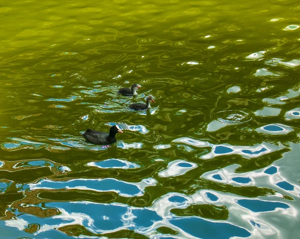 Egy Csapat Kacsa Úszik Vízen — Stock Fotó
