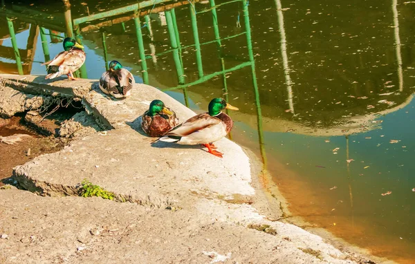 Bando Patos Selvagens Margem Uma Lagoa Parque — Fotografia de Stock