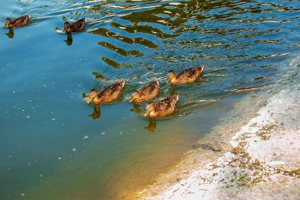Flock Ducks Swim Water — Stock Photo, Image