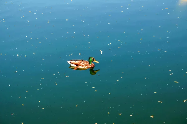 Eine Einsame Ente Schwimmt Auf Dem Wasser — Stockfoto