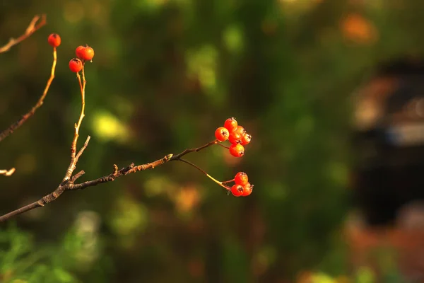 Herbstlicher Weißdornzweig Mit Roten Beeren Und Gelbgrünen Blättern Auf Verschwommenem — Stockfoto