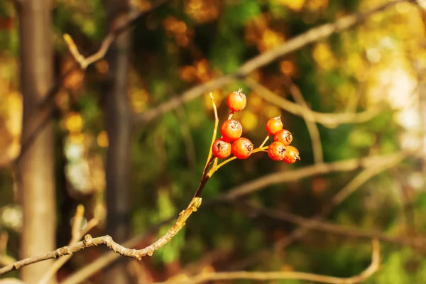 Herbstlicher Weißdornzweig Mit Roten Beeren Und Gelbgrünen Blättern Auf Verschwommenem — Stockfoto