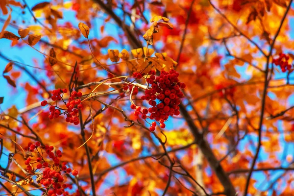 Röda Rönnnnnnbär Ett Höstträd Rowan Grenar Med Röda Blad Och — Stockfoto