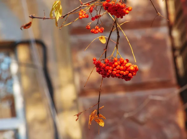 Rote Vogelbeeren Auf Einem Herbstbaum Ebereschenzweige Mit Roten Blättern Und — Stockfoto