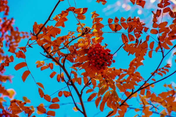 Röda Rönnnnnnbär Ett Höstträd Rowan Grenar Med Röda Blad Och — Stockfoto