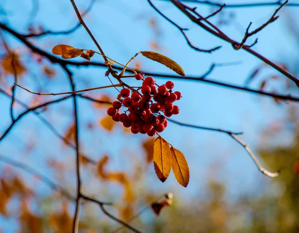 Rote Vogelbeeren Auf Einem Herbstbaum Ebereschenzweige Mit Roten Blättern Und — Stockfoto