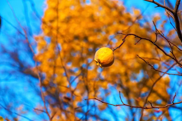 小さな黄色の王子様は 澄んだ青い空に対して明るい黄色の葉のぼやけた背景を持つ木の枝にかかっています 秋の収穫時間 庭の秋 — ストック写真