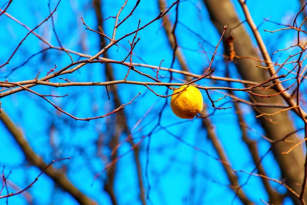 Küçük Sarı Bir Bıldırcın Açık Mavi Gökyüzüne Karşı Bir Ağaç — Stok fotoğraf