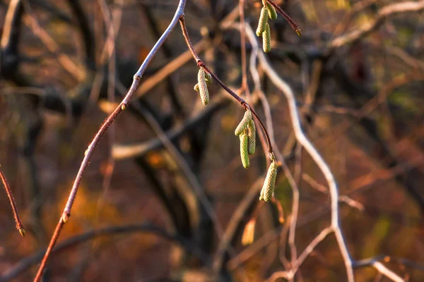 Yaygın Bir Fındık Ağacının Yakın Çekimi Yoksa Ormanda Yetişen Corylus — Stok fotoğraf