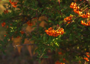 Pyracantha Coccinea 'nın parlak kırmızı meyveleri, parkta yetişen bir ağacın dalında kırmızı ateşli meyveler. Arka planda bulanık yeşil çalı ve mavi gökyüzü.