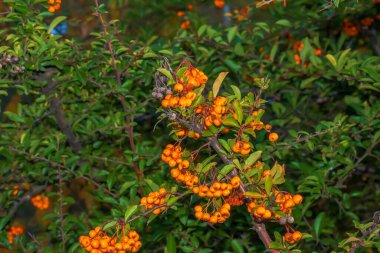 Pyracantha Coccinea 'nın parlak kırmızı meyveleri, parkta yetişen bir ağacın dalında kırmızı ateşli meyveler. Arka planda bulanık yeşil çalı ve mavi gökyüzü.