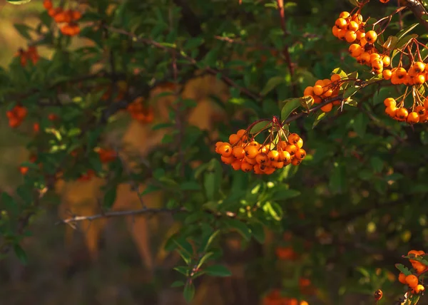 Leuchtend Rote Beeren Von Pyracantha Coccinea Scharlachrote Feurige Früchte Auf — Stockfoto