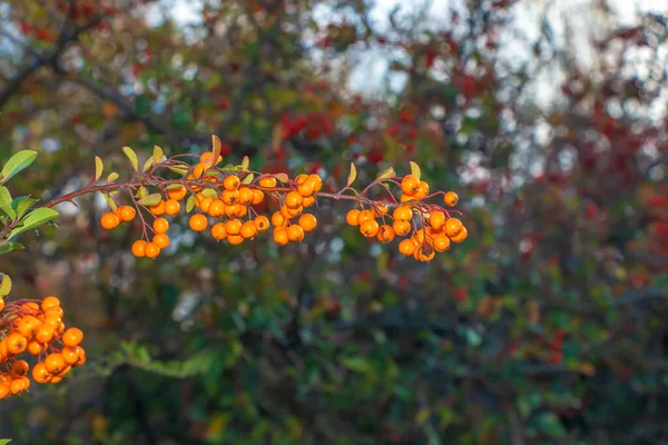 鲜红的红莓 金黄色的金黄色葡萄球菌 红色的火红的果实 生长在公园的树枝上 背景上绿树成荫 — 图库照片
