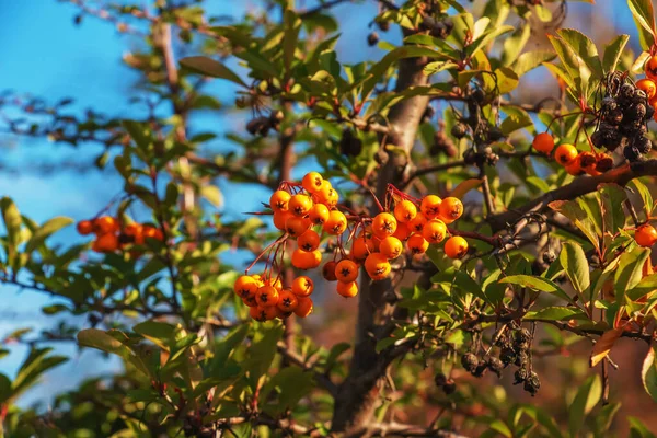 Pyracantha Coccinea Nın Parlak Kırmızı Meyveleri Parkta Yetişen Bir Ağacın — Stok fotoğraf