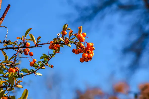 Leuchtend Rote Beeren Von Pyracantha Coccinea Scharlachrote Feurige Früchte Auf — Stockfoto