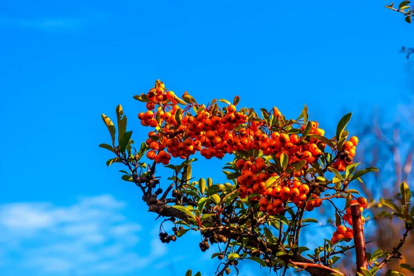 Bright Red Berries Pyracantha Coccinea Scarlet Fiery Fruits Branch Tree — Stock Photo, Image