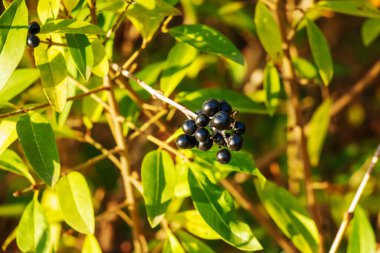 Zehirli siyah böğürtlen mahrem latin ligustrum vulgare. Özel bir bitki, Ligustrum yaprak döken veya her zaman yeşil olan çalılıklarda yetişen bir bitkidir..