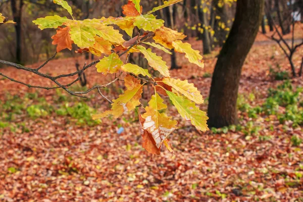 Quercus Iberica Deciduous Tree Native Caucasus Georgian Oak Rather Large — Stock Photo, Image
