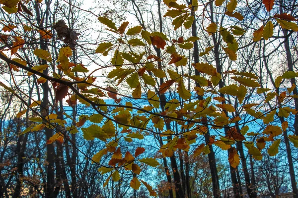 Quercus Iberica Листяне Дерево Росте Кавказі Грузинський Дуб Досить Велике — стокове фото