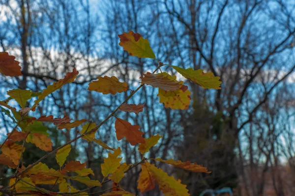 Quercus Iberica Ist Ein Laubbaum Aus Dem Kaukasus Georgische Eiche — Stockfoto
