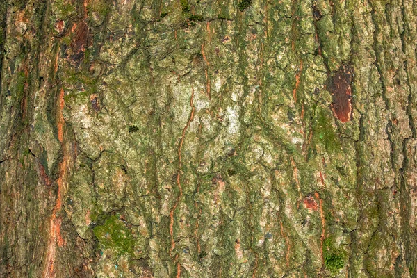 Texture Fond Rustique Écorce Quercus Iberica Arbre Feuilles Caduques Originaire — Photo