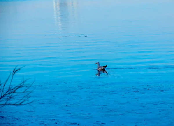 Чайка Льоду Річці Яскравий Сонячний Весняний День — стокове фото
