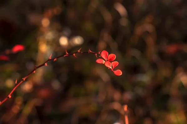 Červené Listy Ananasu Větvi Trny Podzimní Zahradě Detailní Záběr Berberis — Stock fotografie