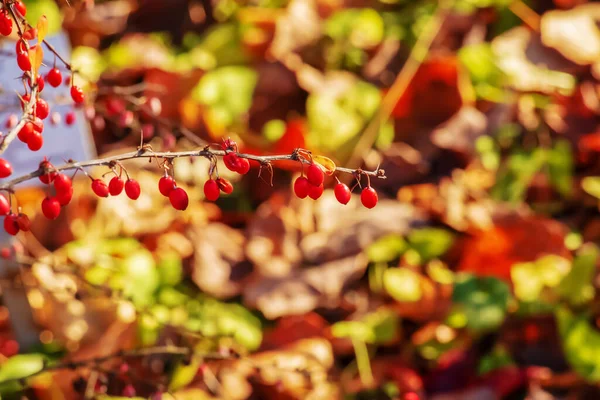 Fruits Rouges Épine Vinette Sur Une Branche Dans Jardin Automne — Photo