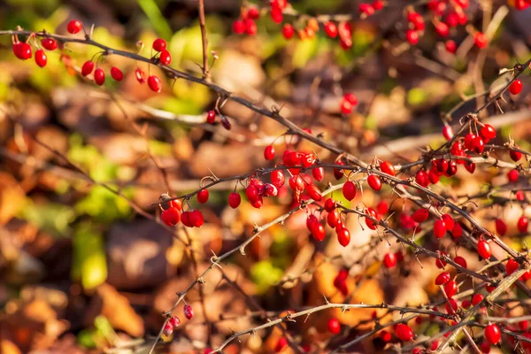Fruits Rouges Épine Vinette Sur Une Branche Dans Jardin Automne — Photo