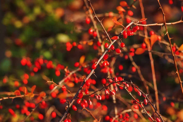 Rote Früchte Der Berberitze Einem Zweig Herbstlichen Garten Großaufnahme Reife — Stockfoto