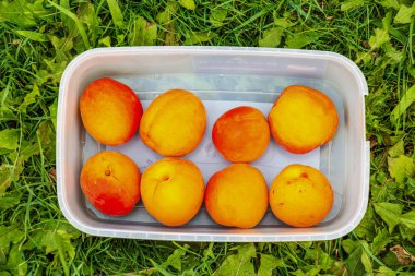 Yeşil çimenlerin üzerinde yeni toplanmış kayısılarla dolu bir konteynır. Olgun, sulu, yumuşak meyve, yazın organik bir kır bahçesinden yeni toplanmış..