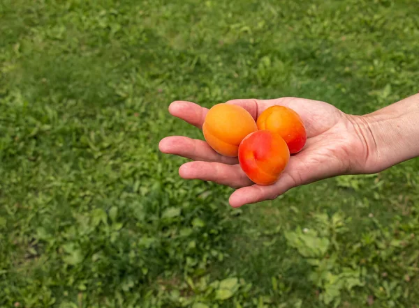 Gros Plan Trois Abricots Tenus Dans Une Main Féminine Fruits — Photo