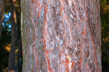 Siyah çam kabuğu yakın plan. Pinus Nigra 'nın gövdesinin dokusu. Yaşayan bir ormanın arka planı. Orman doğası teni.