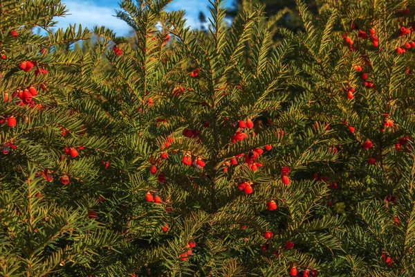 Kırmızı Meyveli Porsuk Ağacı Taxus Baccata Olgun Böğürtlenli Dal Her — Stok fotoğraf