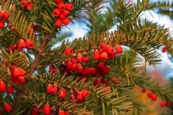 Tisíc Stromů Červeným Ovocem Taxus Baccata Větve Zralými Bobulemi Červené — Stock fotografie